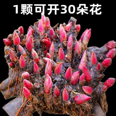 重瓣芍药花苗带芽根块6到8芽种根耐寒多年生阳台庭院浓香植物盆栽