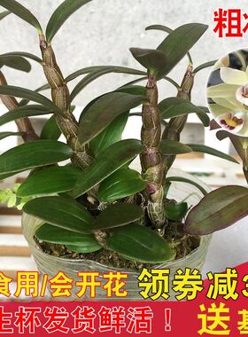 正宗霍山铁皮石斛苗盆栽红