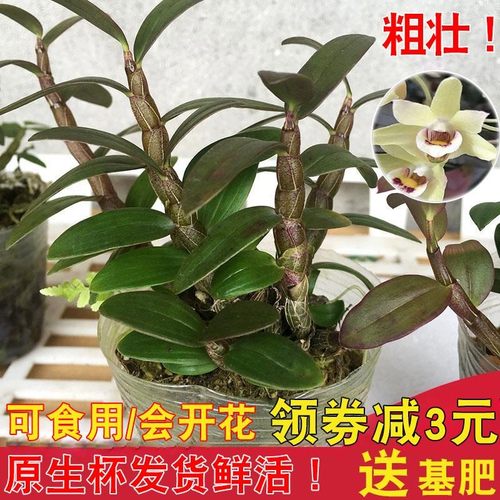 正宗霍山铁皮石斛苗盆栽红
