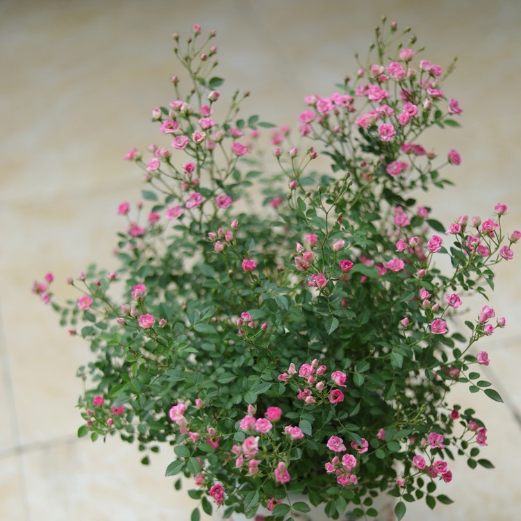 超微花朵小多头迷你盆栽