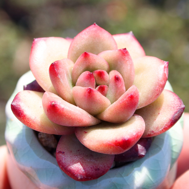 TM 冬云系多肉植物 单头迷你控养可爱肉肉 乌木系列杂交圆叶盆栽