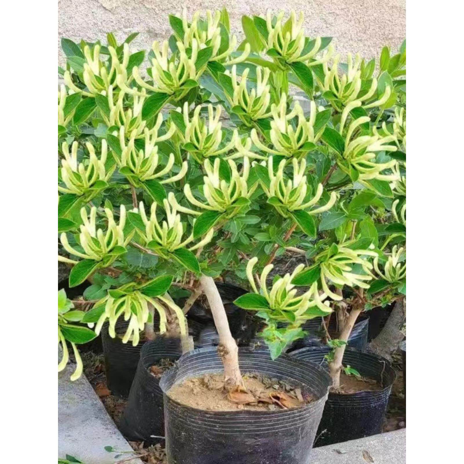 四季金银花树苗盆栽地栽当年开花室内食用药忍冬红色耐寒花卉南北