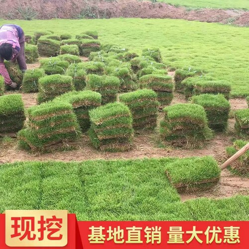 绿化草皮工程坪带泥土耐寒