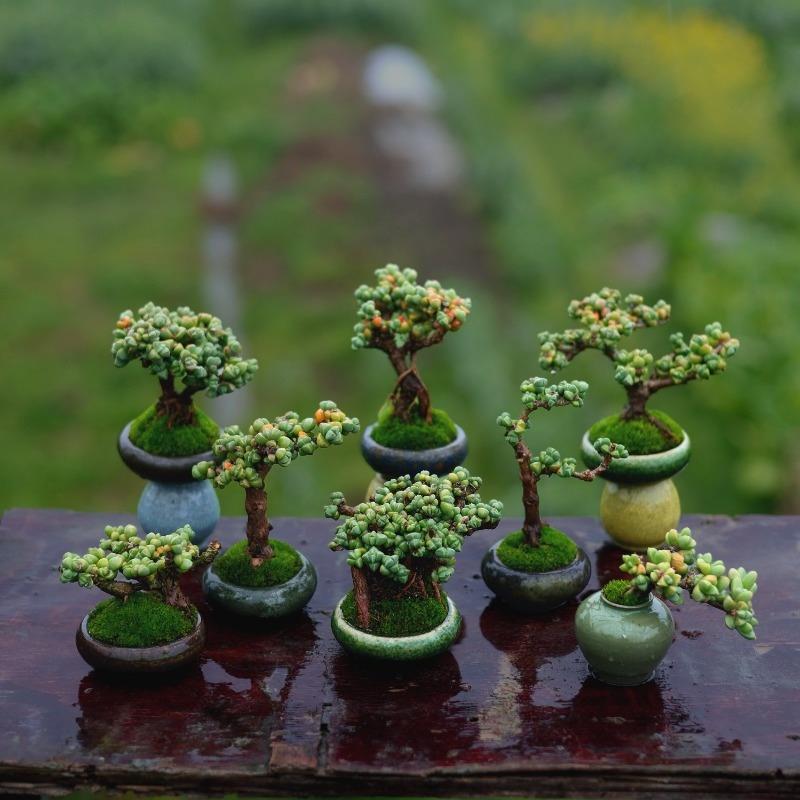 鹿角海棠老桩迷你盆景大蘑菇控养多肉植物精品绿植带盆发一物一拍
