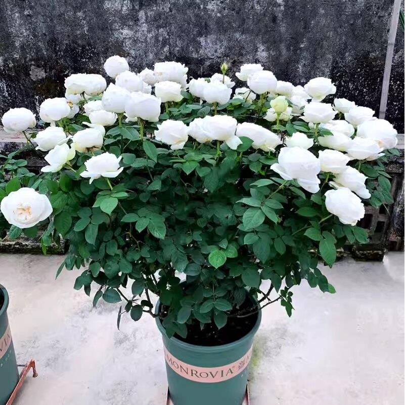 多季开大花浓香月季花苗伊芙婚礼之路纯白色玫瑰盆栽庭院观花植物