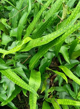 贵州中药材新鲜黄瓦韦金鸡尾大石韦七星剑现采民间药物500g