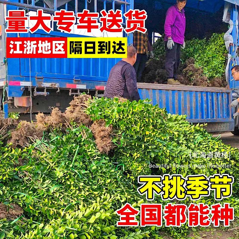 (小二推荐)冬青基地现挖现发