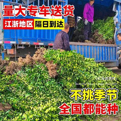 （小二推荐）冬青基地现挖现发