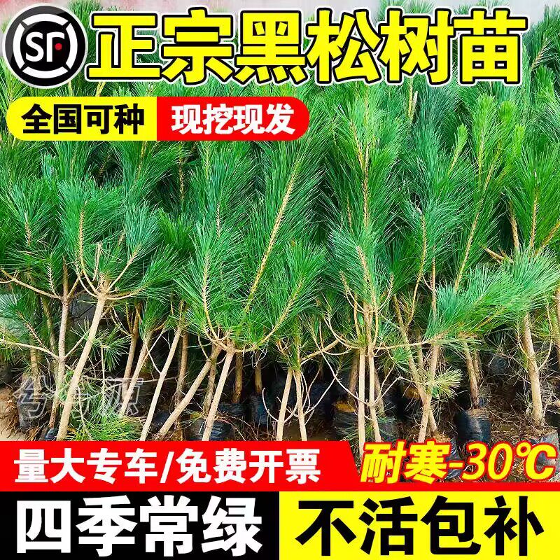 黑松树苗黑松盆景造型树老桩盆景四季常青耐寒绿化风景日本黑松树