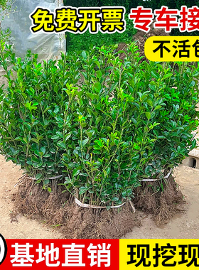 大叶冬青苗小叶黄杨苗瓜子黄杨苗庭院绿篱法国冬青树苗园林绿化