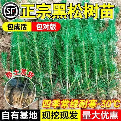 （小二推荐）黑松基地现挖现发