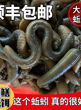 包邮特大黑蚯蚓活体活饵钓黄鳝蚯蚓黑鲜活臭青蚯蚓垂钓诱饵