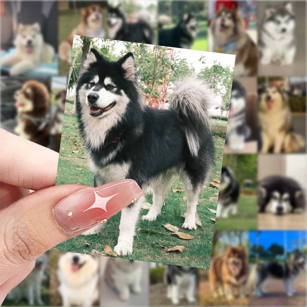 188张阿拉斯加可爱壁纸贴画治愈小狗可爱萌宠贴纸手机手账diy贴纸