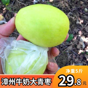 孕妇新鲜水果 大青枣牛奶枣新鲜枣子冬枣脆甜枣当季水果5斤