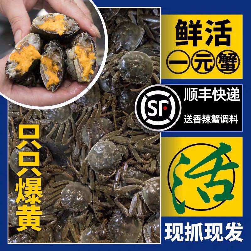 鲜活螃蟹只只满黄顺丰快递真好吃