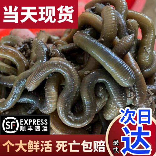 钓黄鳝活体臭青黑蚯蚓