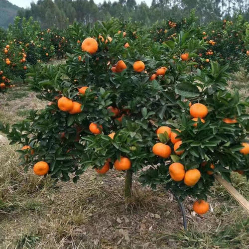 碰柑苗 椪柑苗 芦柑苗 嫁接柑橘苗 嫁接碰柑树苗 四川果苗销售