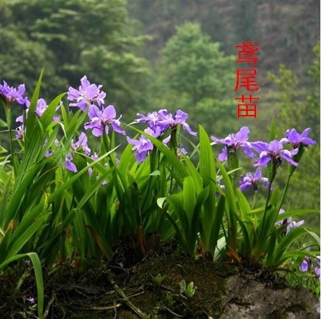 蝴蝶兰花苗 盆栽蝴蝶兰 鸢尾苗 蓝花焉尾苗 素心兰花 燕尾苗