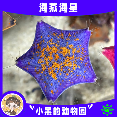 海星宠物海燕小黑的动物园同款