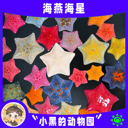 海星海燕宠物桌面懒人好养