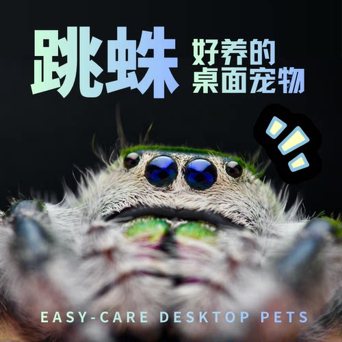 懒人跳蛛小黑的动物园卢卡斯