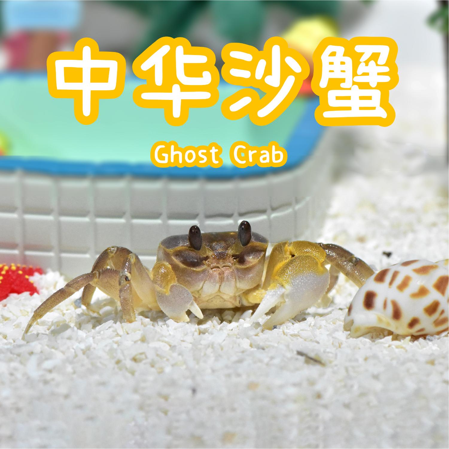 【中华沙蟹活体】大眼萌桌面宠物水族观赏蟹新手入门易活饲养套餐