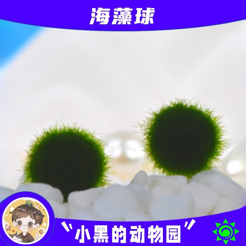 桌面生态缸海藻球MARIMO趣味礼物