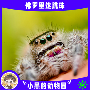 【跳蛛饲养套餐】新手宠物佛罗里达跳蛛卢卡斯儿童生日礼物男孩