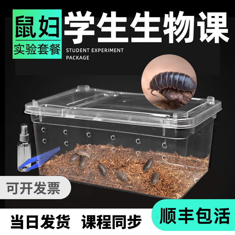 学生生物课鼠妇观察实验