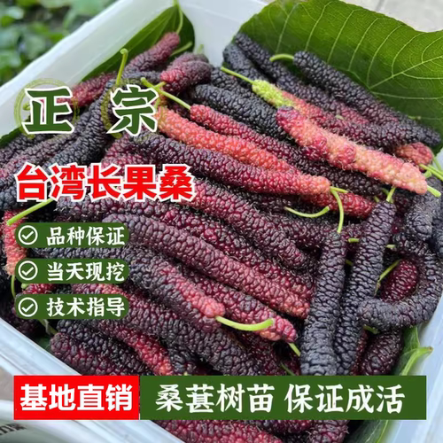 黑桑桑葚树苗四季盆栽