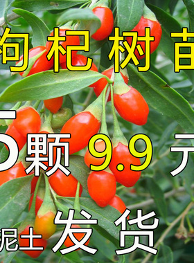 黑枸杞树苗宁夏新疆红色食用枸杞苗老桩盆景盆栽种植枸杞子果树苗