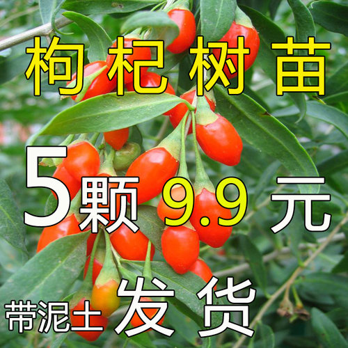 宁夏新疆红色枸杞树苗四季种植