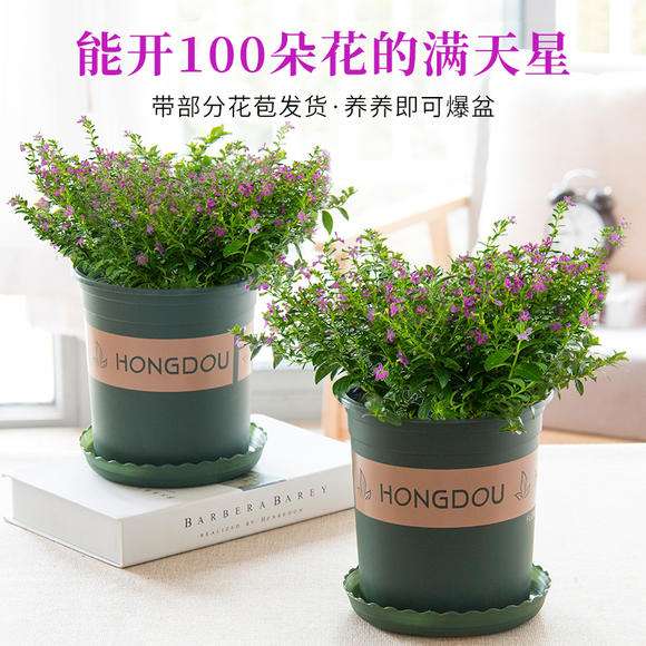 满天星花苗盆栽花草好养花卉绿植室内客厅办公室四季盆景植物