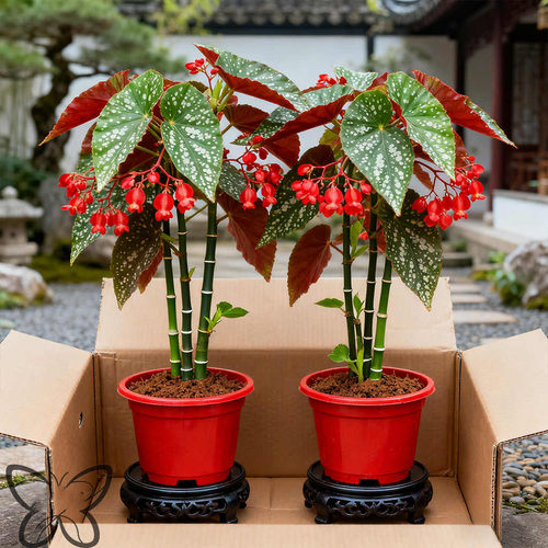 大叶斑点竹节海棠盆栽好养花卉