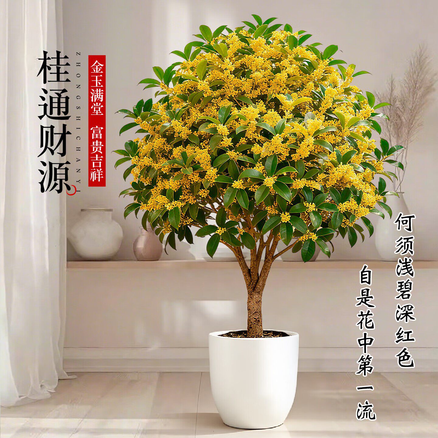 桂花盆栽嫁接桂花树苗室内四季桂盆景花卉金桂丹桂浓香型庭院植物