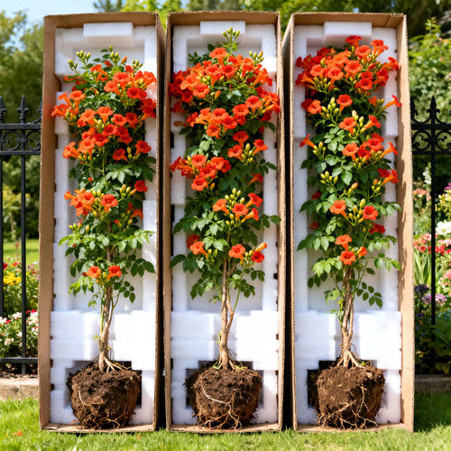 好养凌霄花苗阳台盆栽爬藤植物