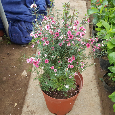 绿植多色四季客厅盆景澳洲松红梅