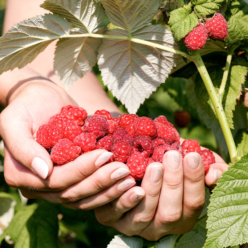 树莓苗盆栽地栽果树苗双季红黑黄树莓南方北方种植当年结果新品