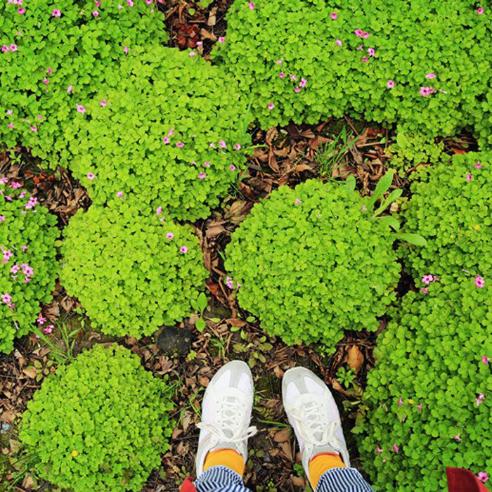 开花不断红花酢浆草红花草幸运草花期长盆栽花苗花坛植物庭院美化