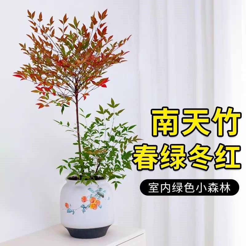 南天竹盆栽红天竹苗室内花卉盆景观叶观果绿植物会变色观赏竹子苗