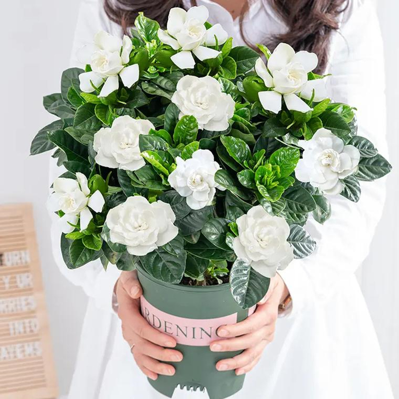 四季小叶雀舌栀子花盆栽大叶牡丹栀子花苗办公室内好养花卉绿植物