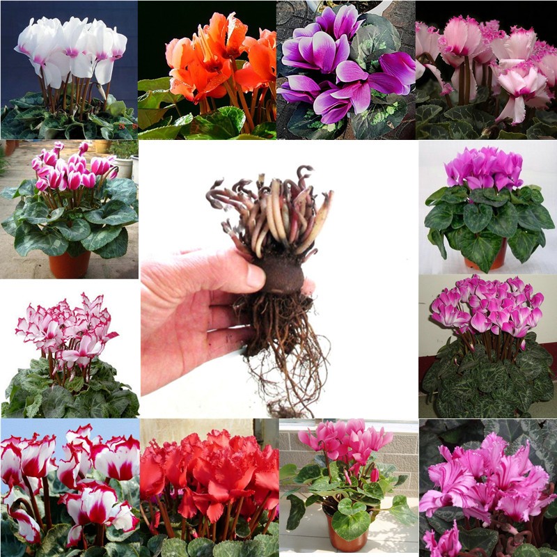 绿植仙客来盆栽四季兔子球根花卉