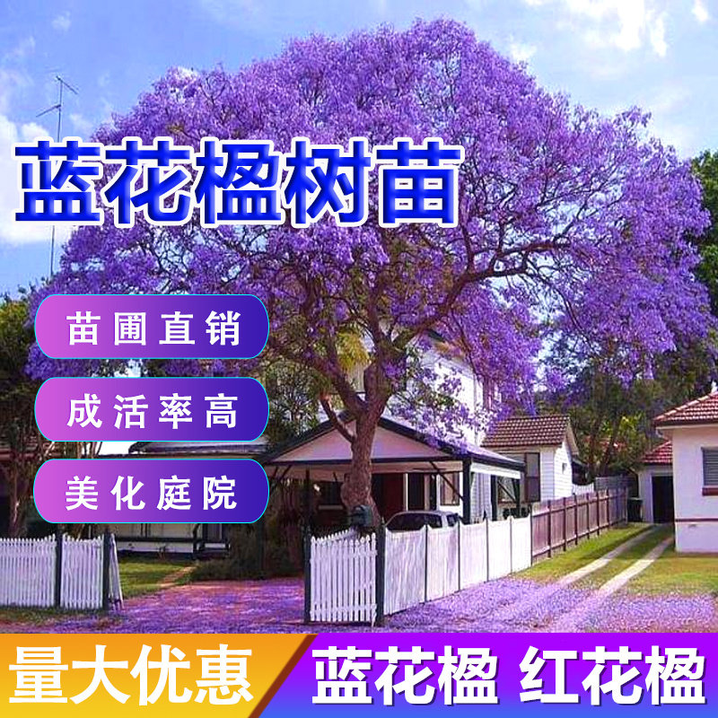 蓝花楹树苗珍贵花苗蓝雾树苗庭院绿化植物蓝花楹苗凤凰木观花花卉
