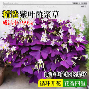 紫叶酢浆草盆栽多年生三叶幸运草绿叶红花炸浆草庭院球根花卉植物