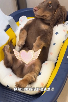 宠物洗澡神器可坐躺宝宝浴网浴盆浴垫沐浴床悬浮垫防滑网兜