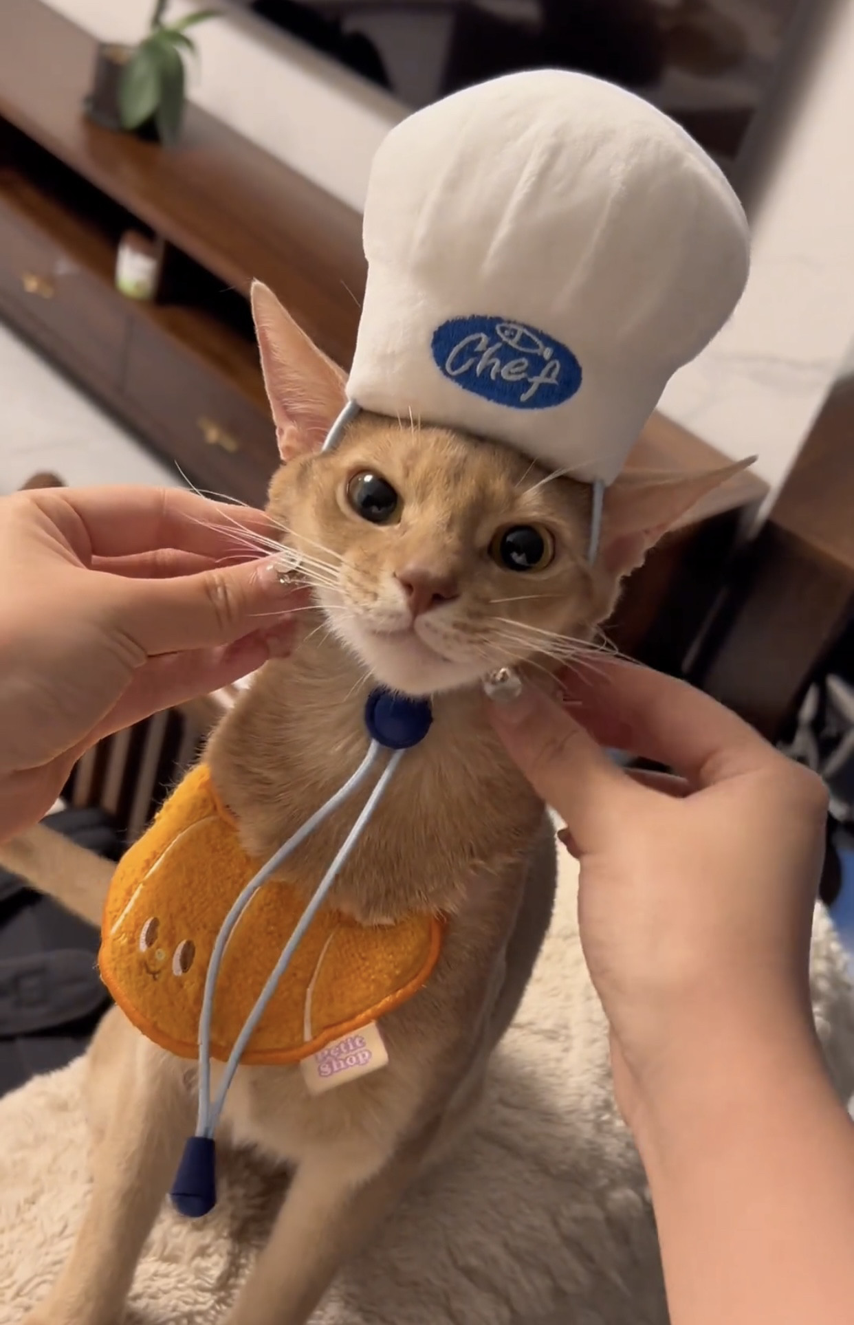 网红猫咪天妇厨师头套宠物帽子可爱头饰可调节帽子装饰猫狗通用