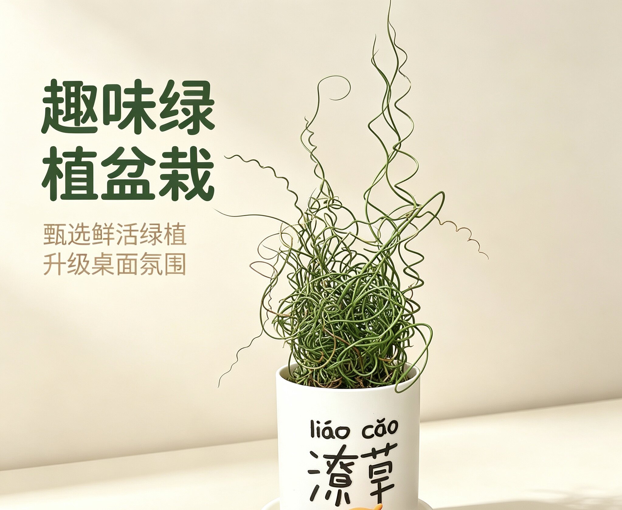 自然引力-潦草 弹簧草螺旋灯心草趣味观叶植物懒人好养桌面盆栽