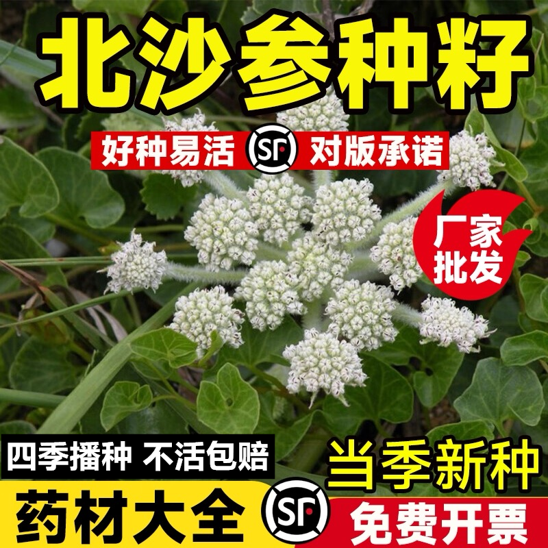 北沙参种子药材种子中草药种子海沙参银条参南沙参种子北沙参种籽