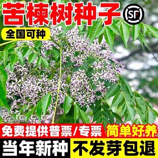 苦楝树种子楝枣树庭院绿化行道厂区风景园林绿化紫花树苦楝子种籽
