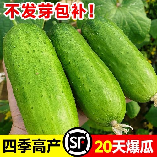 水果黄瓜种籽子高产玉女黄瓜种子四季种植蔬菜苗秧大全西瓜盆栽孑